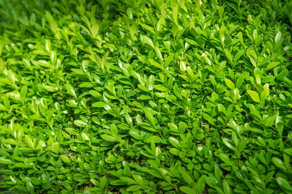 Frische Grüne Blätter Hintergrund Frühlingszeit — Stockfoto