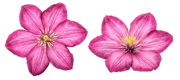 Clematis Blühen Isoliert Auf Weißem Hintergrund Frische Blüte — Stockfoto