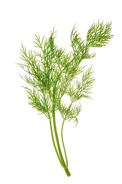 Dill Ört Lämnar Isolerade Vit Bakgrund Livsmedelsingrediens — Stockfoto