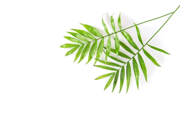 Białym Tle Liści Palmowych Lato Kwiatów Płaskie Lay — Zdjęcie stockowe