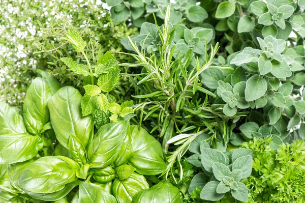 Erbe Cucina Basilico Rosmarino Timo Menta Origano Contesto Alimentare — Foto Stock