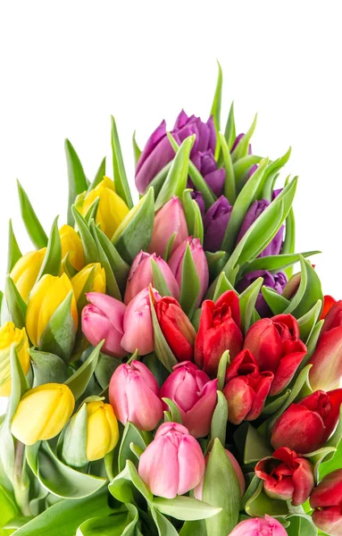 Frische Tulpen Isoliert Auf Weißem Hintergrund Frühlingsblumen — Stockfoto