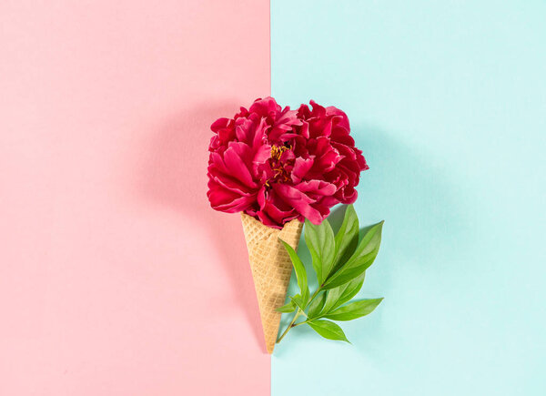 Red peony flower in ice cream waffle cone on white background. Floral flat lay. Minimal concept