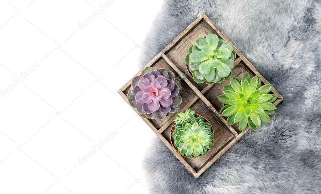  Minimal floral flat lay. Succulent plants on fur background
