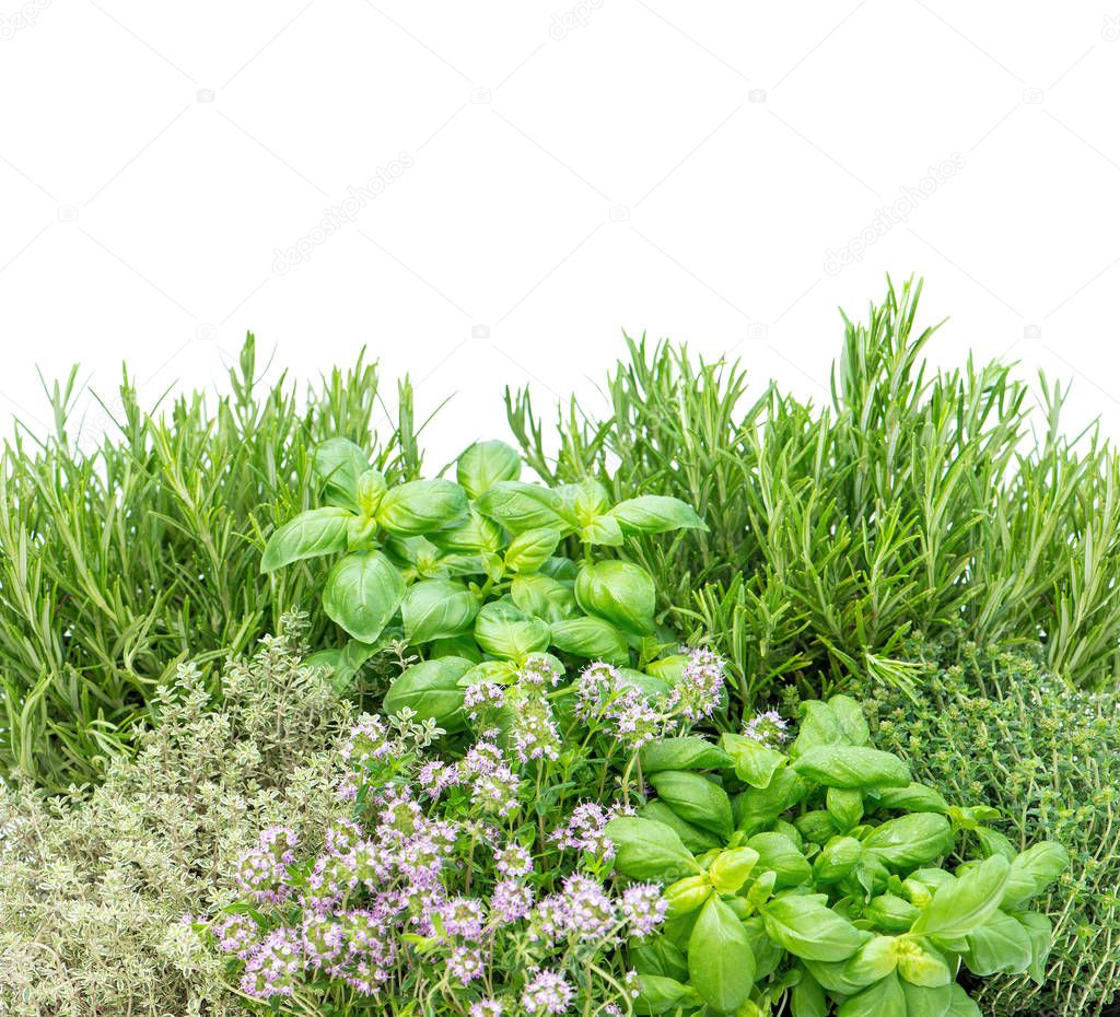 Herbs on white background. Food ingredients. Basil, rosemary, thyme
