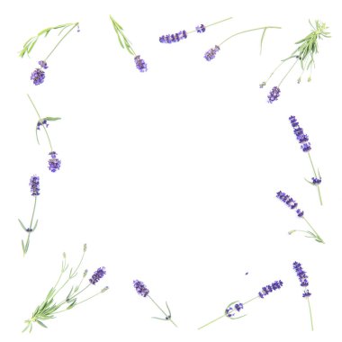 Lavanta çiçekli çerçeve beyaz arka plan üzerinde. Çiçek düz lay