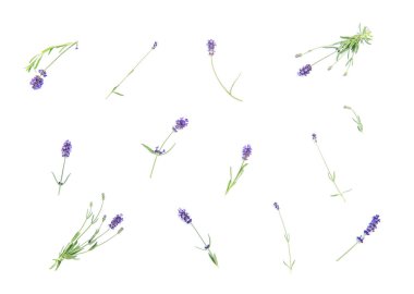 Beyaz üzerine lavanta çiçekleri. Çiçek arkaplan. Asgari konsept