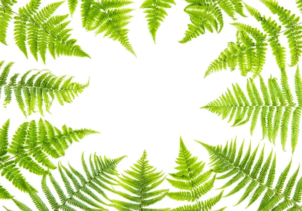 Green fern leaves on white background. Floral frame