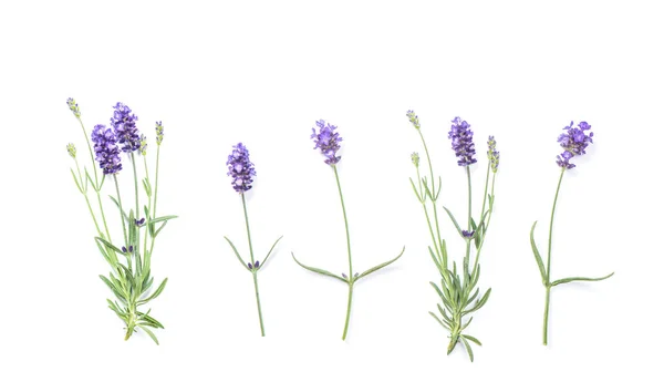 Lavendel Blommor Isolerad Vit Bakgrund Blommig Banner Platt Låg — Stockfoto