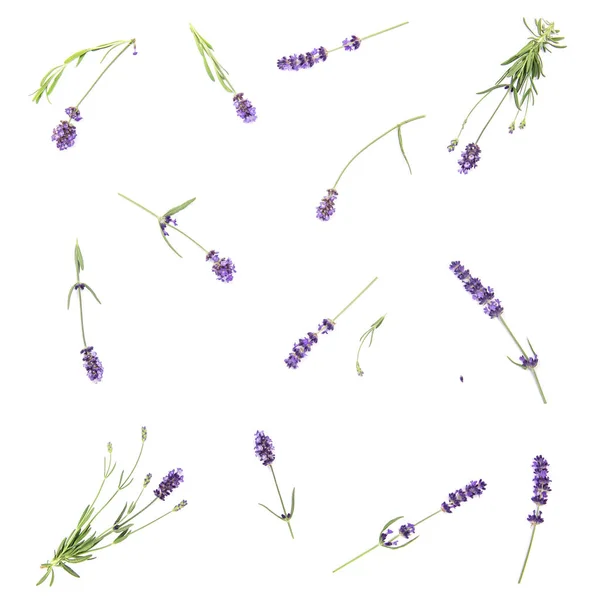 Lavender flowers on white background. Floral flat lay