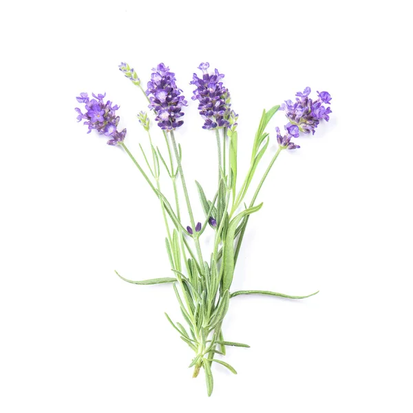 Flor Hierba Lavanda Aislada Sobre Fondo Blanco — Foto de Stock