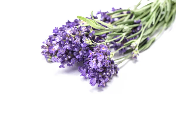 Lavanda Flor Closeup Isolado Fundo Branco — Fotografia de Stock