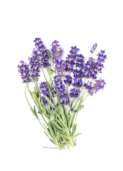 Lavendel Blomma Gäng Isolerade Vit Bakgrund Färska Provensalska Örter — Stockfoto
