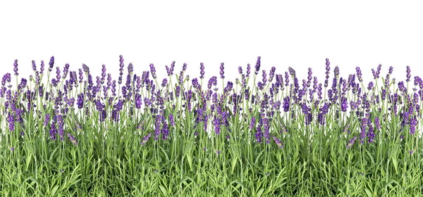 Lavendel Bloemen Verse Lavendel Planten Geïsoleerd Witte Achtergrond — Stockfoto