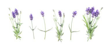 Çiçek afiş düz yatıyordu. Lavanta çiçekleri beyaz arka plan üzerinde izole