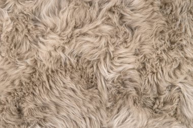 Doğal koyun derisi halının arka plan. Yün doku. Koyun kürk