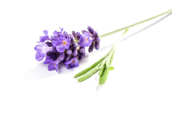 Lavendel Flower Isolerad Vit Bakgrund Macro Bild — Stockfoto