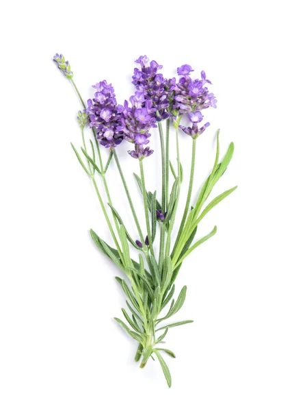 Lavender Flower Bunch Isolated White Background Fresh Herbs — Stock Photo, Image