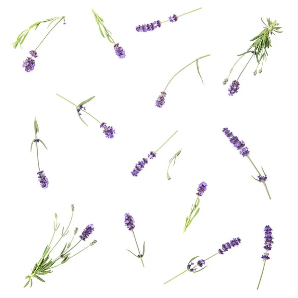 Lavender flower herb on white background. Floral flat lay