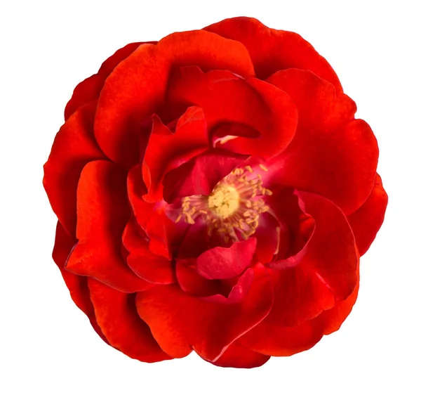 Rosa Roja Aislada Sobre Fondo Blanco Hermosa Cabeza Flor — Foto de Stock