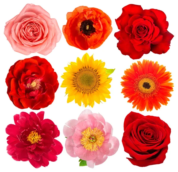 Çiçek kafa. Rose, ayçiçeği, şakayık, gerber, beyaz arka plan üzerinde izole Anemon