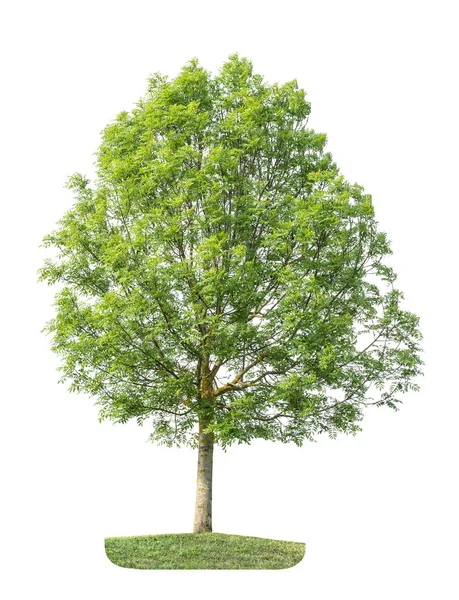 白い背景に分離された緑の葉のある木 自然オブジェクト — ストック写真