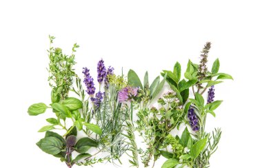 Beyaz arka plan üzerinde taze otlar. Fesleğen, biberiye, adaçayı, kekik, nane, dereotu, kokulu, lavanta gıda arka plan