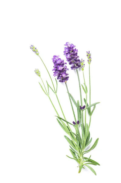 Beyaz Arka Plan Üzerinde Izole Lavanta Bitki Çiçek — Stok fotoğraf