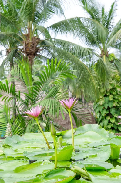 Water Lily Flowers Palm Trees Tropical Plants — Stock Photo, Image