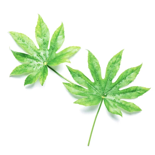 Hojas Verdes Exótica Planta Tropical Sobre Fondo Blanco Puesta Plana —  Fotos de Stock