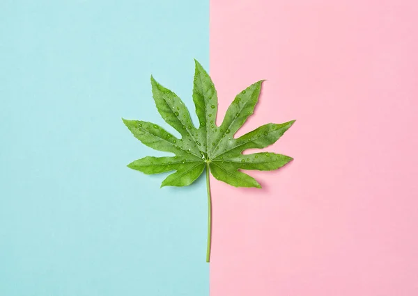 Grünes Blatt Auf Rosa Blauem Hintergrund Minimale Florale Lage — Stockfoto