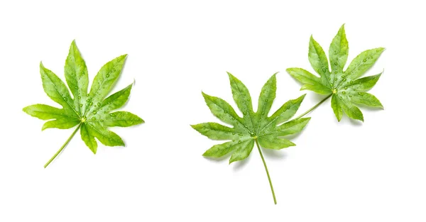 Feuilles Vertes Plante Tropicale Sur Fond Blanc Bannière Florale — Photo