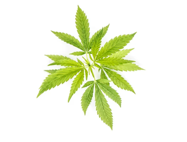 Folhas Cânhamo Fundo Branco Cannabis Marijuana — Fotografia de Stock