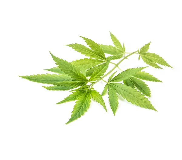 Chanvre Cannabis Marijuana Feuilles Vertes Sur Fond Blanc — Photo