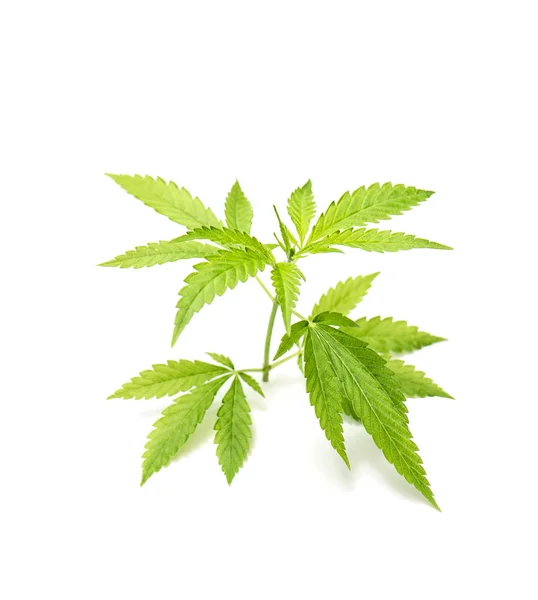 白い背景に緑の麻を残します 大麻マリファナの植物 — ストック写真