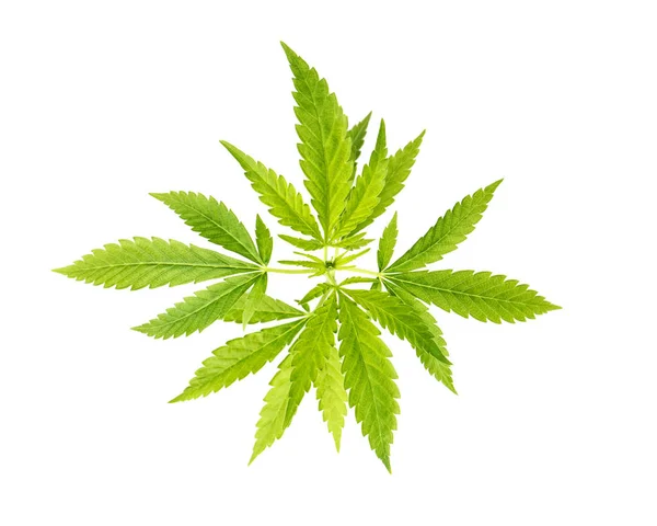 Feuilles Chanvre Vert Vue Dessus Cannabis Marijuana Plant — Photo