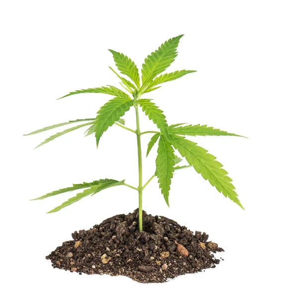 Listy Konopí Bílém Pozadí Rostlina Konopí Marihuana — Stock fotografie