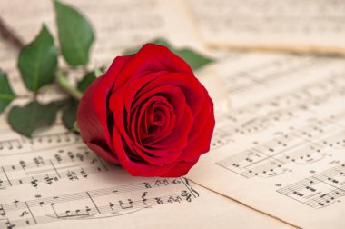 Kırmızı gül çiçek ve müzik notlar sayfası. Tatil arka plan