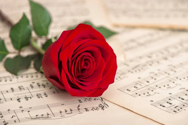 Rode Rose Bloem Muziek Noten Blad Vakantie Achtergrond — Stockfoto