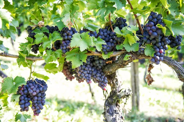 Rote Trauben Mit Grünen Blättern Der Rebe Traubenfruchtpflanzen — Stockfoto