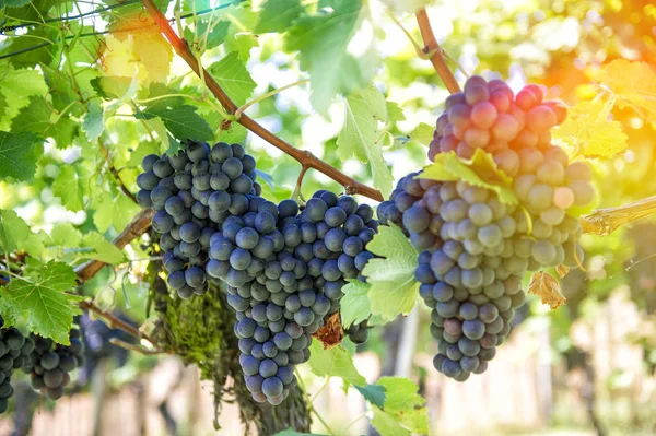 Röda Druvor Med Gröna Blad Vinranka Grape Frukt Växter Höstlandskap — Stockfoto