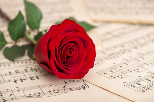 Red Rose Flower Music Notes Sheet Holidays Background Stock Picture