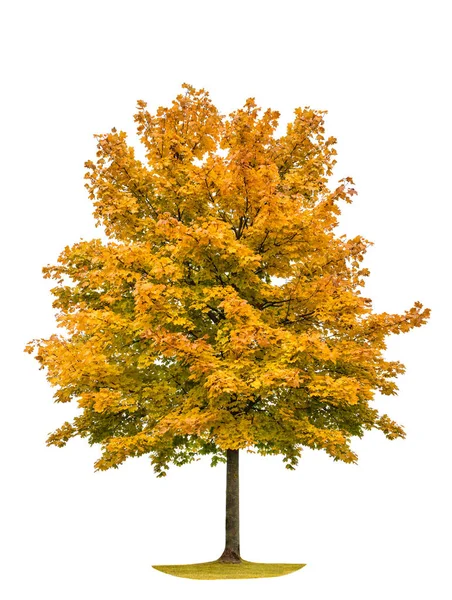 Podzimní Javorový Strom Izolovaných Bílém Pozadí Žluté Listy Červené — Stock fotografie