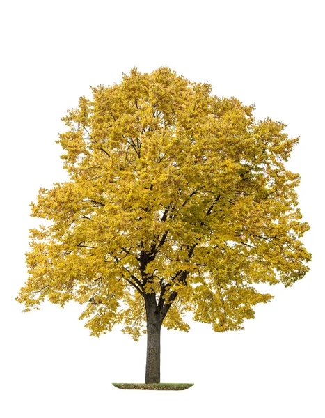 Árbol Arce Otoño Aislado Sobre Fondo Blanco Hojas Amarillas —  Fotos de Stock