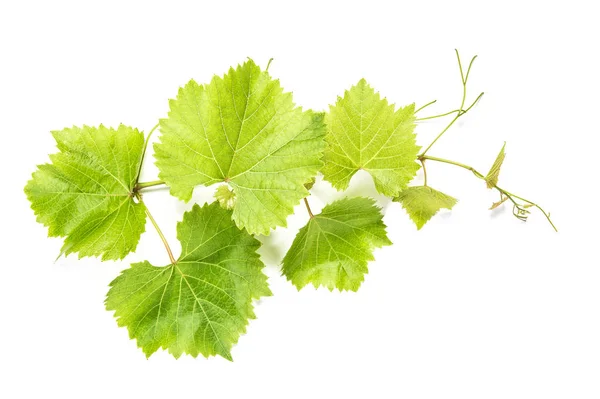 Hojas Uva Sobre Fondo Blanco Hoja Vid Verde —  Fotos de Stock