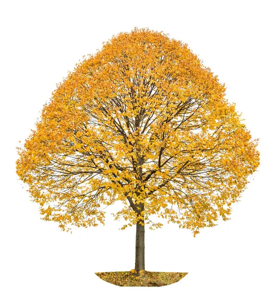 Otoño Árbol Tilo Aislado Sobre Fondo Blanco Objeto Naturaleza —  Fotos de Stock