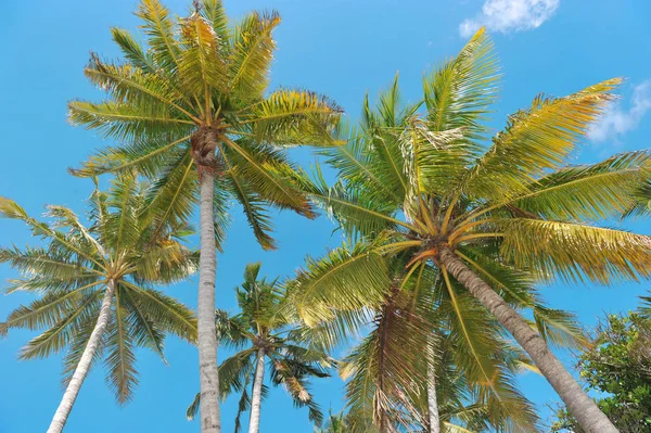 Green Palmträd Mot Blå Himmel Sommaren Natur Bakgrund — Stockfoto