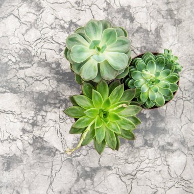Succulent plants on grey cement background. Minimal floral flat lay clipart