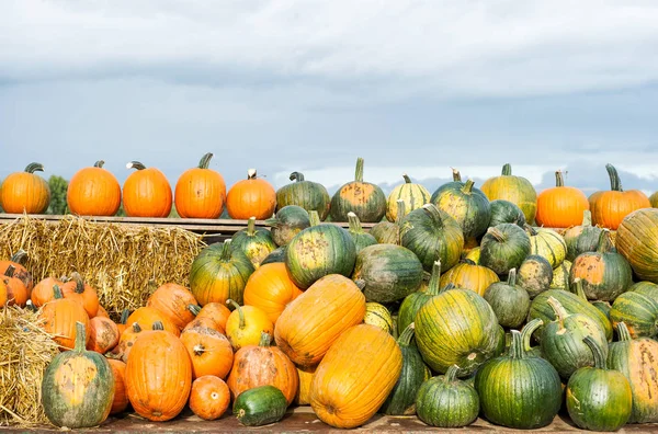 Pumpkin Harvest Autumn Nature Background Countryside — Stock Photo, Image