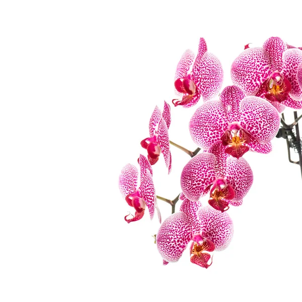 Fiore Orchidea Isolato Sfondo Bianco — Foto Stock